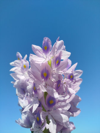 Purple Water Hyacinth flower with blue sky background, Thailand.