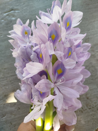 purple water hyacinth in hand on a gray background.