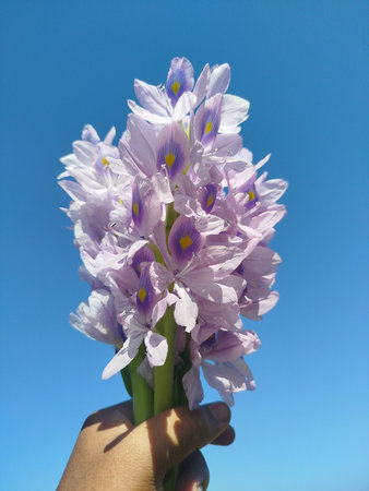 Purple water hyacinth flower in hand on blue sky backgroundの写真素材
