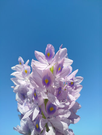 Purple water hyacinth flower with blue sky background, Thailand.の写真素材