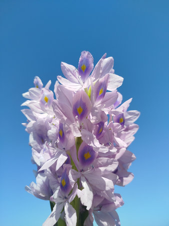 Purple water hyacinth flower with blue sky in the backgroundの写真素材