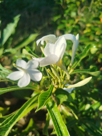 White frangipani flowers in the garden on sunny day.の写真素材