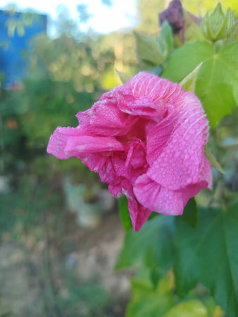 Pink hibiscus flower in the garden with blur background.の写真素材