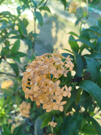 yellow ixora flower in the garden, beautiful photo digital pictureの写真素材