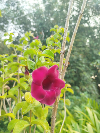 Purple flower in the garden with green background.