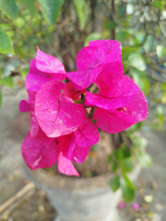 Pink bougainvillea flower in the garden, stock photo