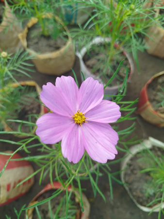 Cosmos flower in the garden. (Cosmos Bipinnatus)
