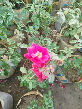 Roses in the garden, Roses are beautiful with a beautiful sunny day.の写真素材