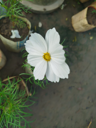White cosmos flower in the garden. (Cosmos Bipinnatus)の写真素材