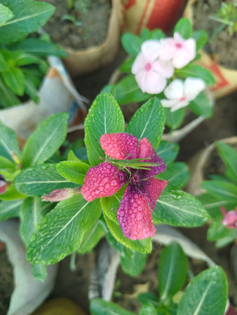 Desert Rose or Impala Lily or Impala Lily flower in garden