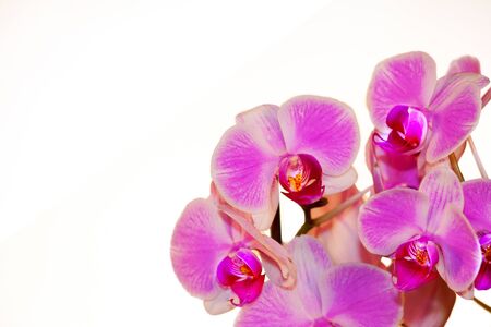orchid bouqoutの写真素材