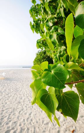 Picture of some tropical plant at beach.の写真素材