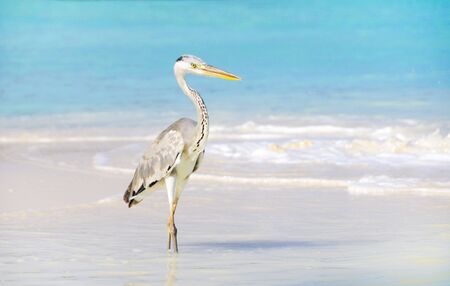 seabird at beach of maldivesの写真素材