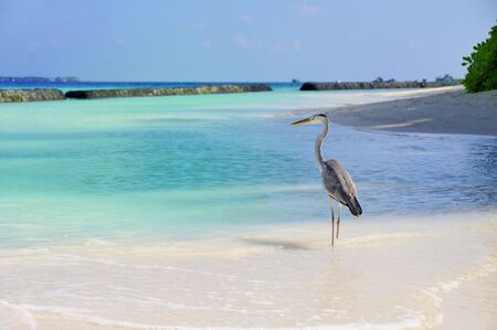 Picture of  seabird at beach of maldives.の写真素材