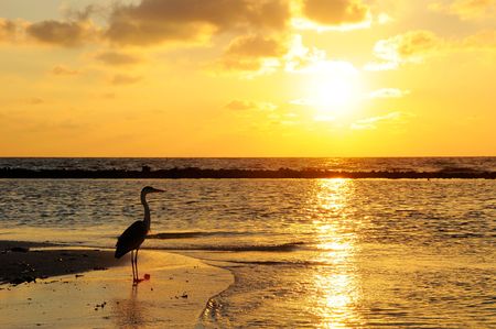 Seabird with sunrise background at Maldives.の写真素材