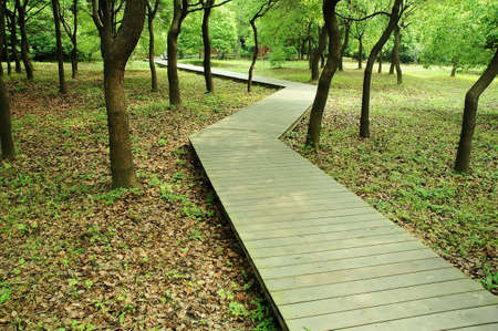  path cross forest の写真素材