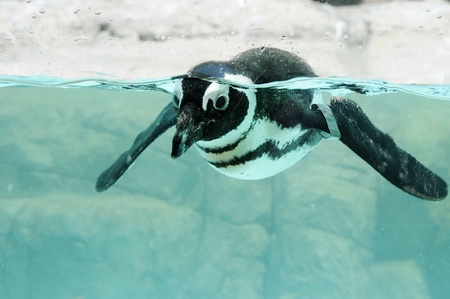 Picture of a swimming pengum at zoo の写真素材