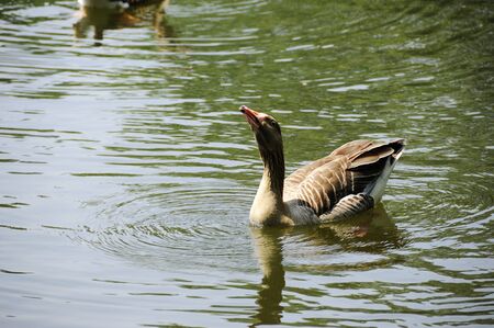 Picture of a wide goose parking at lake の写真素材