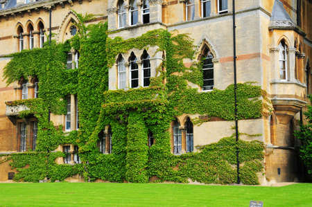 Photo of a tree's leaves climbing on a red brick wallの写真素材