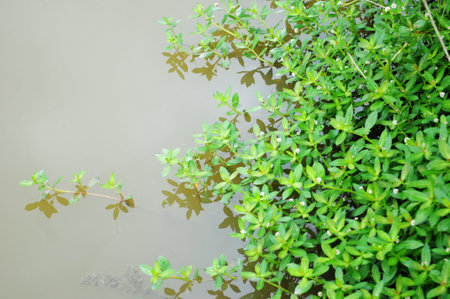 Photo of aquatic plants on the surface of a field pondの写真素材