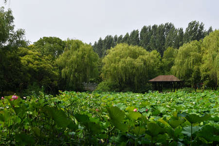 traditional Chinese style pavilion by a pond full of lotus flowers