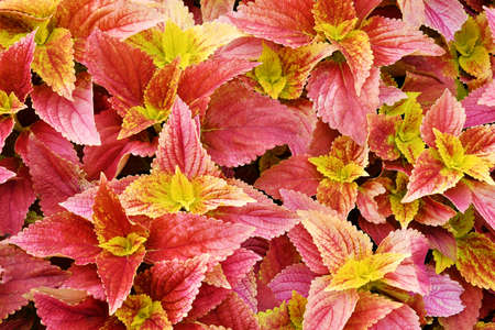 Photo of red leaves, can be used as a backgroundの写真素材