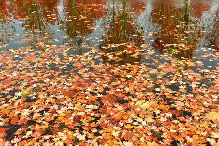 Photo of water surface covered in fallen leaves in autumn