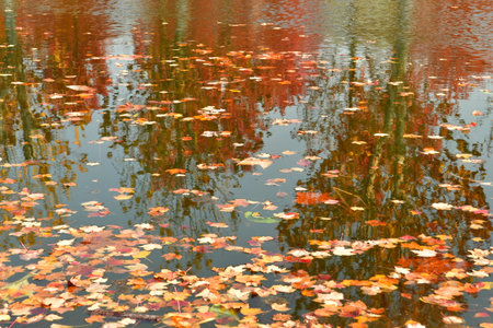 Photo of water surface covered in fallen leaves in autumn
