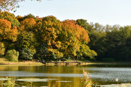 Photo of the lakeside forest in autumnの写真素材