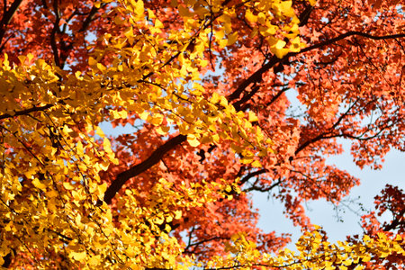 Looking up photo of colorful leaves in autumnの写真素材