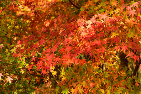 Photo of red maple leaves in autumnの写真素材