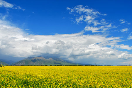 Photo of rapeseed fields in a valley in the Qilian Mountains, Qinghai Province, Chinaの写真素材