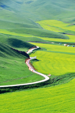 Photo of a road in a valley of alpine grasslandsの写真素材