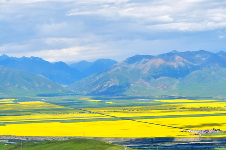 Photo of rapeseed fields in a valley in the Qilian Mountains, Qinghai Province, China