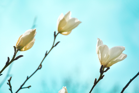 Blooming white magnolia tree in the spring on sky background. Selective focusの写真素材