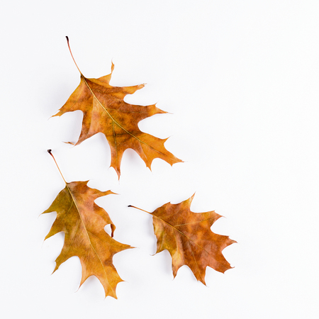 Oak leaves isolated on white backgroundの写真素材