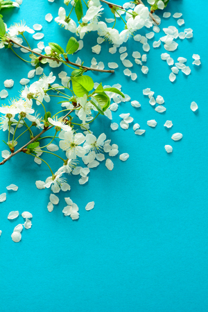 White cherry blossom twigs lying on blue paper background. Copy space.の写真素材