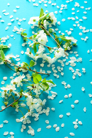 White cherry blossom twigs lying on blue paper background. Copy space.の写真素材