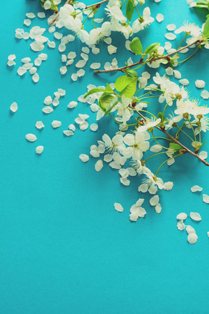 White cherry blossom twigs lying on blue paper background. Copy space. Tonedの写真素材
