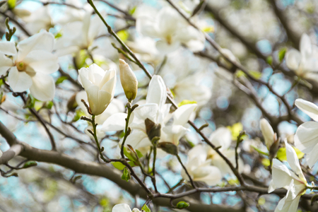 Blooming white magnolia tree in the spring on sky background. Selective focusの写真素材