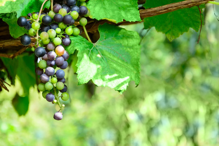 Purple wine grapes on the vine. Sunny vineyard on the background. Selective focus. Copy spaceの写真素材