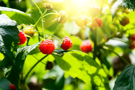 Branch of ripe raspberries in a garden. Selective focus. Copy space