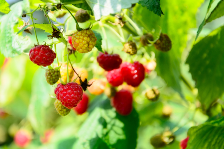 Branch of ripe raspberries in a garden. Selective focus. Copy space