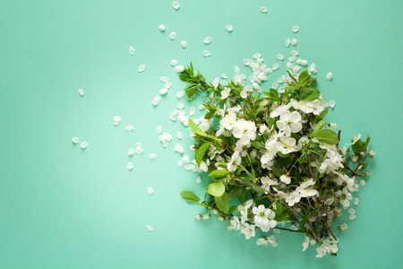 White cherry blossom twigs lying on green paper background. Copy space.の写真素材