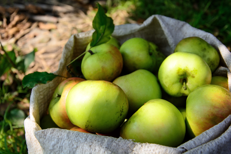 Ripe apples in bag. Harvesting time. Close up. Selective focusの写真素材