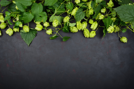 Border from green hop branches on dark wooden background. Brewing.の写真素材