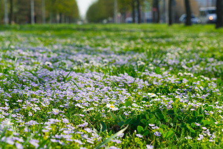 Soft focus carpet of Nemophila (baby blue eyes) flowers. Spring background. Copy spaceの写真素材
