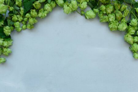 Hop cones border on gray wooden background. Harvesting or brewery concept. Top view. Flat lay.の写真素材