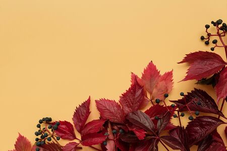 Red leaves of girlish (wild) grape or parthenocissus on orange background. Top view. Flat lay. Autumn composition.の写真素材