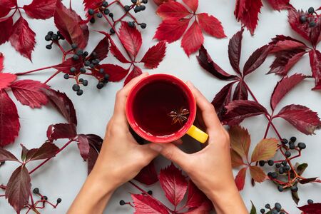 Woman's hands holding cup of tea with red leaves of girlish (wild) grape or parthenocissus on gray wooden background. Top view.の写真素材